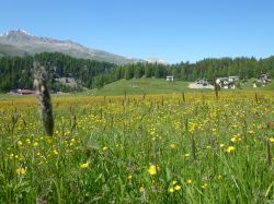 Prati fioriti a Surlej, Svizzera