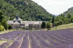 L'Abbazia di Senanque, circindata da campi di lavanda, si trova ad ovest di Apt, in Provenza - © P.Fabian / Shutterstock.com