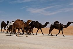 Ogni anno si tiene ad Abu Dhabi il Festival della Corsa dei Cammelli. Oltre alle competizioni potrete assistere alle aste di cammelli e visitare il tradizionale mercato del bestiame - © ...