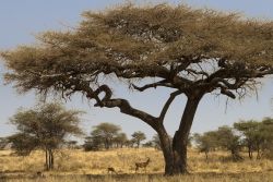 Nella riserva del Serengeti (Tanzania settentrionale, Africa) non è raro incontrare boschetti di acacia. L'acacia infatti vive bene in un terreno asciutto e in pieno sole - © ...