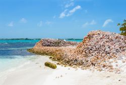 Accumuli di conchiglie a los Roques su di una spiaggia nei Caraibi meridionali, in Venezuela - © Dmitry Burlakov / Shutterstock.com