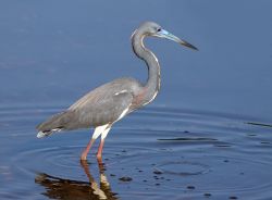 Airone a tre colori sul lago Myakka a Sarasota in Florida, USA - © Delmas Lehman / Shutterstock.com