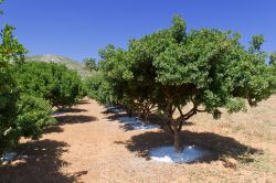 Alberi di lentisco a Chios (Grecia) da cui si ricava il mastice. Lo si produce a partire dalla resina: in estate si praticano dei tagli sulla corteccia in modo che la resina possa fuoriuscire, ...