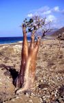 Albero di Adenium, una delle piante particolari dell'isola di Socotra, Yemen.
