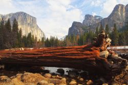 Albero caduto all'interno del Parco nazionale di Yosemite in California, USA - © Manamana / Shutterstock.com