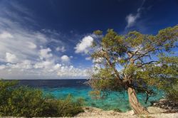 Un albero di mimosa si staglia contro l'azzurro del mare sulla costa dell'isola di Bonaire - © John A. Anderson / Shutterstock.com