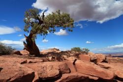 Il paesaggio del Canyonlands National Park è semi-desertico, ma tra le rocce rossastre spazzate dal vento riesce a farsi valere qualche albero solitario. Come questo, che si staglia contro ...