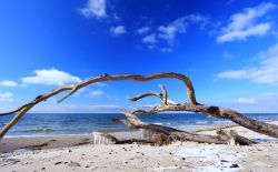 Albero su spiaggia del Mar Baltico in inverno. Ci troviamo in Germania, più esattamente nella parte nord del land di Meclemburgo-Pomerania - © jopelka / Shutterstock.com