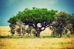 Nella savana del Serengeti, il Parco Nazionale della Tanzania settentrionale, il clima consente anche lo sviluppo di alberi verdi ad alto fusto. Le stagioni delle piogge, che rendono il terreno ...