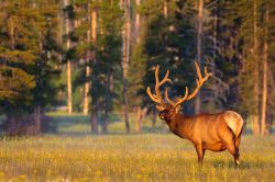 Un alce sorpreso nella foresta dello Yellowstone ...