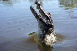 Alligatore del Pantanal Brasile