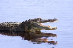 un coccodrillo americano, ovvero un alligatore della Florida, fotografato nei pressi di Sarasota, nelle acque del Myakka, una palude nel sud-est degli USA - © Delmas Lehman / Shutterstock.com ...
