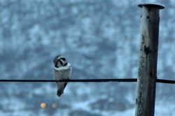 Allocco in inverno, fotografato in un  fiordo della Norvegia, vicino alla città di Tromso 