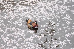 Uccello in un laghetto del parco di Hirosaki. Si notano i petali che segnalano la fine della fioritura dei ciliegi, in questo angolo del nord del Giappone - © yankane / Shutterstock.com ...