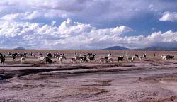 Ande Bolivia un branco di lama -  Foto di Giulio Badini i Viaggi di Maurizio Levi 