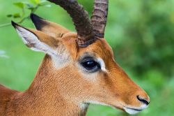 Antilope nei pressi del Lake Nakuru in Kenya, ...