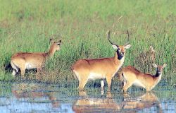 Antilopi lungo un fiume in un parco nazionale della Tanzania - Foto di Giulio Badini