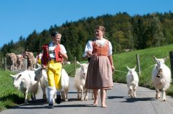 Appenzello, Svizzera, demonticazioni dai pascoli. Dopo una lunga estate trascorsa negli alpeggi di montagna le mucche fanno ritorno alle loro stalle di fondo valle - © bopyd / iStockphoto® ...