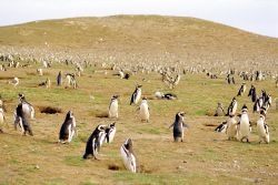 Argentina: in Patagonia è possibile incontrare enormi colonie di pinguini -  Foto di Giulio Badini i Viaggi di Maurizio Levi 