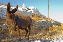 Asinello greco e sullo sfondo chiesa della Vergine Maria di Folegandros. Questo è un tipico paesaggio delle isole Cicladi, mel Mar Egeo meridionale in Grecia - © Georgios Alexandris ...