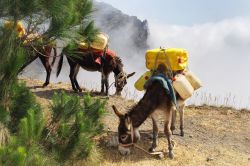 Asini a Capo Verde che trasportano acqua dalle montagne nebbiose dell'interno. Il probelma idrico è diventato più importante nell'arcipelago a causa dell'effetto serra ...