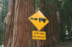 Cartello attraversamento orsi all'interno del Parco Sequoia Kings Canyon in California - © urosr / Shutterstock.com