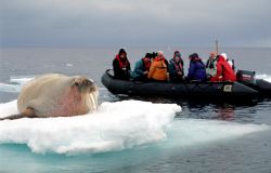 Un tricheco alle Svalbard, Norvegia: tour specializzati accompagnano i turisti alla scoperta di questo territorio norvegese e dei suoi animali  - Foto di Giulio Badini