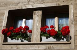 In estate i balconi di Andermatt vengono adornati con fiori colorati, tradizionalmente dei gerani