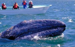 Balena con turisti che fanno whale watching in Bassa California del Sud Messico - Foto di Giulio Badini