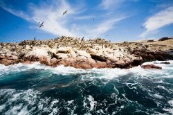 Ballestas: le isole al largo di Paracas si trovano ...