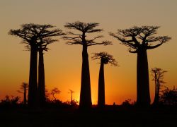 Baobab Madagascar tramonto - Foto di Giulio Badini ...