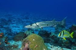 Un pesce barracuda lungo i fondali dell'isola di Cozumel, una classica meta "diving" del Messico, nella Riviera Maya - © Brian Lasenby / Shutterstock.com