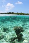 La barriera corallina dell'Atollo di Baa alle Maldive è tra le più belle e colorate di tutto l'arcipelago - © candan / Shutterstock.com