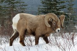 Tra i mammiferi che vivono indisturbati al Jasper National Park canadese c'è il bighorn, una specie di pecora tipica del nord America che deve il suo nome alle grandi corna - © ...