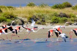 Birdwatching Camargue e fenicotteri in volo sulla palude del sud della Francia - © PHB.cz (Richard Semik) / Shutterstock.com