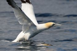 Birdwatching nelle Shetland: un Northen Gannet ...