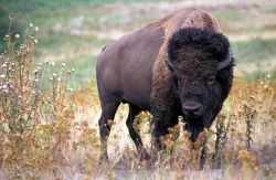 Bisonte americano, animale tipico dei parchi ...