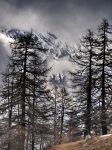 Boschi di larici in inverno a La Thuile, Valle d Aosta