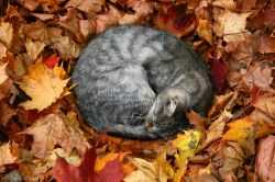 Il Parco Grutas a Druskininkai, in autunno, accoglie un gatto della Lituania - © Asta Plechaviciute / Shutterstock.com