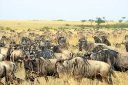 Un branco di gnu al Parco del Serengeti della Tanzania, Africa. La migrazione degli gnu è un'avventura epica che si ripete anno dopo anno, coinvolgendo oltre 1 milione e 600 mila ...