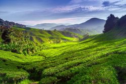 Bucoloci paesaggi nelle Cameron Highland, Malesia.
