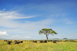 Mandrie di bufali nel Parco Nazionale del Serengeti, Tanzania, Africa. Il nome della riserva, che è anche il nome dell'omonima pianura, nella lingua masai locale significa proprio ...