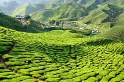 Cameron Highlands, gli idilliaci paesaggi delle piantagioni di te nello stato di Pahang, in Malesia - © Rafal Cichawa / Shutterstock.com