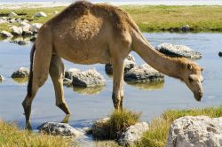 Cammello in spiaggia a Kelibia, lungo le coste della Tunisia - © Byelikova Oksana / Shutterstock.com