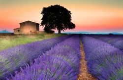 Campi di lavanda al tramonto a Valensole in Provenza. Ci troviamo lungo la "Route de la Lavande" la famosa strada che si deve percorrere all'inio dell'estate, quando i fiori ...