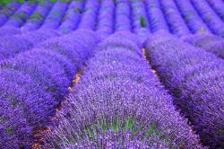 Campo di Lavanda in fiore nelle campagne di Apt, ...