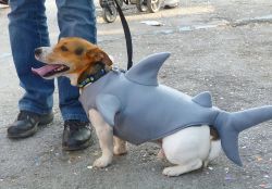 Cane con vestito da pescecane partecipa al Carnevale di Viareggio - © sansa55 / Shutterstock.com