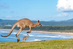 Canguri su spiaggia Emerald Beach nel Nuovo Galles del Sud (New South Wales) in Australia - © Chris Howey / Shutterstock.com