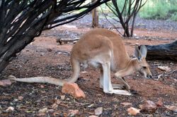 Canguro al Desert Park di Alice Springs - Canguri e wallaby si incontrano con facilità nell'outback dell'Australia, ed anzi quando si viaggia di notte bisogna fare molta attenzione ...
