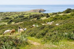 Capo Pecora nei pressi di Buggerru, dove si trova anche la celebrata Cala Domestica, nel sud-ovest della Sardegna - © marmo81 / Shutterstock.com